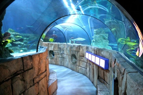 Sea Life Aquarium