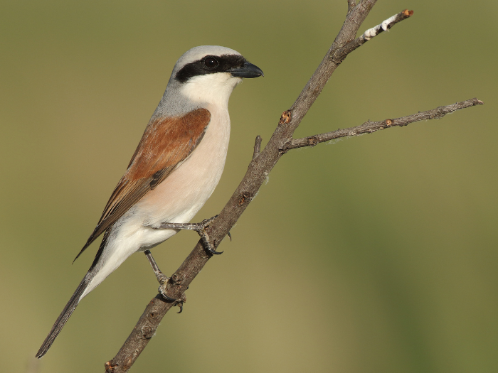 A red backed shrike on a tree branch
