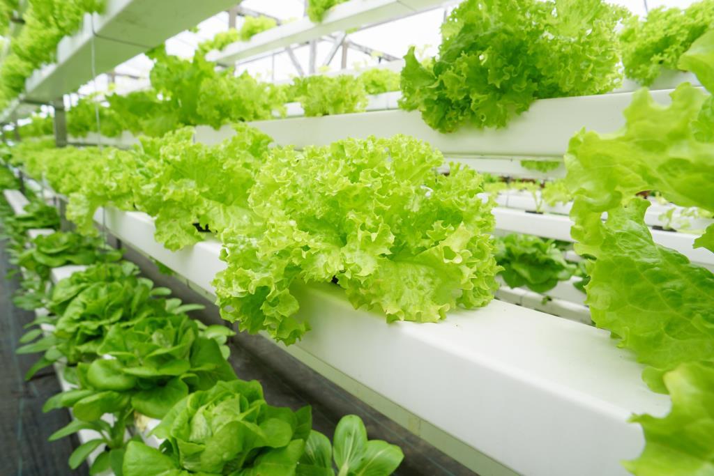 Hydroponic lettuce showcased at AgraME 2025 — controlled environment farming with aquaponics, substrates and grow lights.