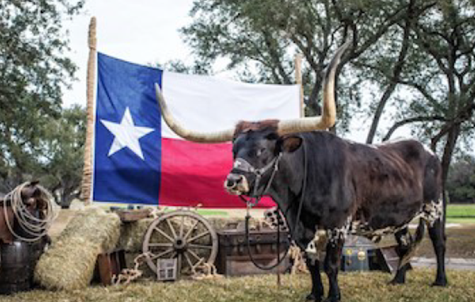 Texas Longhorn Steer with Texas flag and hay bales