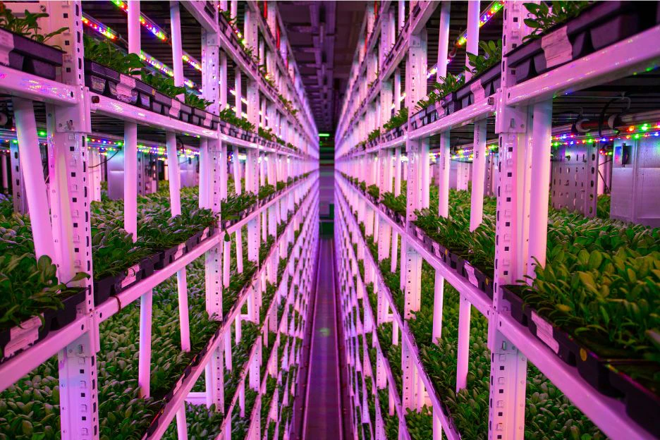 A vertical farm