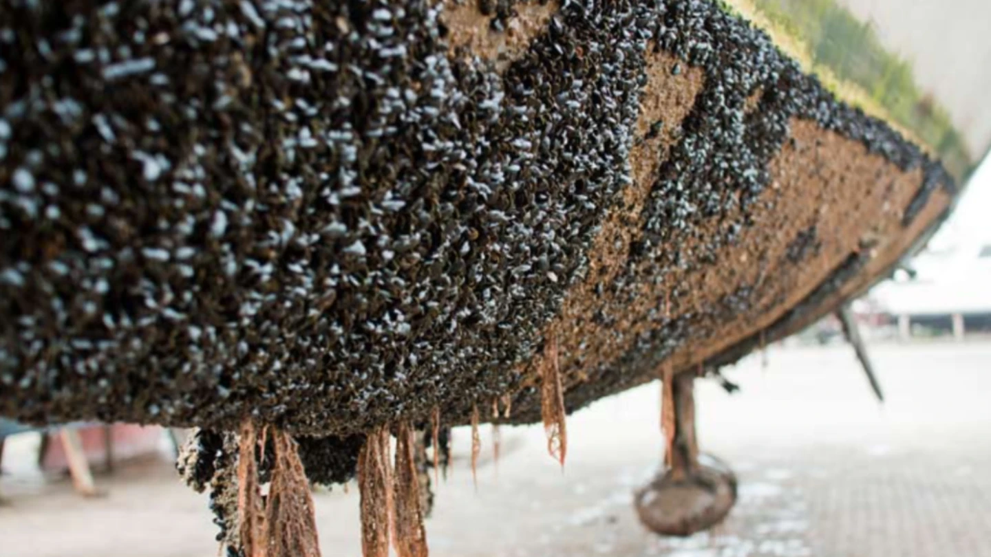 Ship hull covered in heavy barnacle and biofouling growth before cleaning