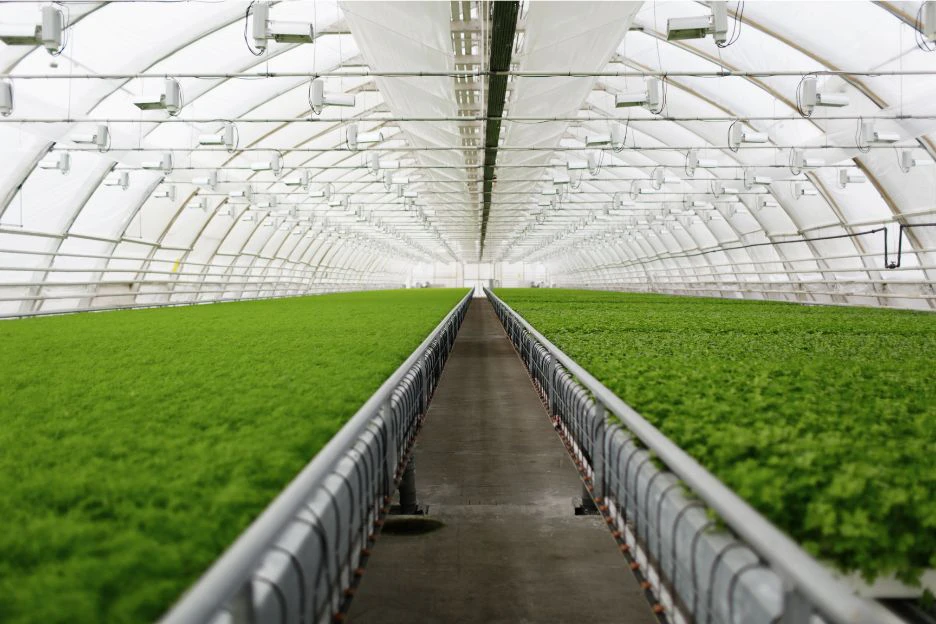 A greenhouse with plants in it