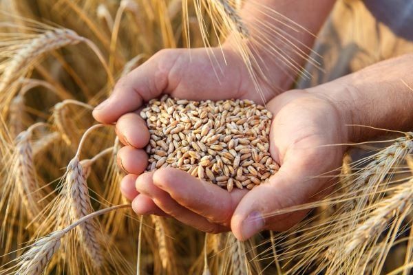 The Effect of COVID-19 on Global Wheat Market
