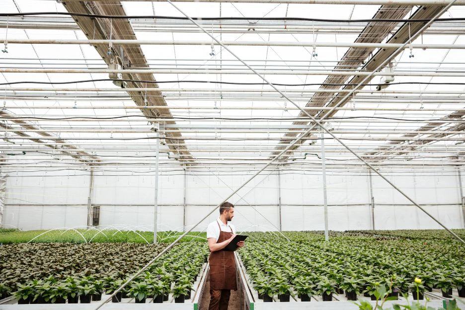 An agronomist checking the greenhouse plants