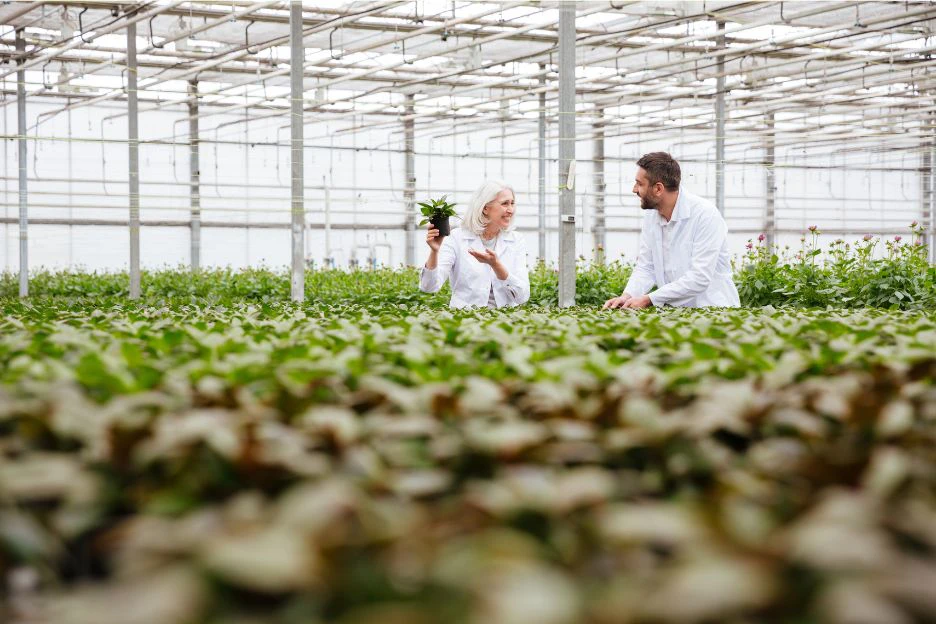 A commercial greenhouse with two agronomists checking the plants