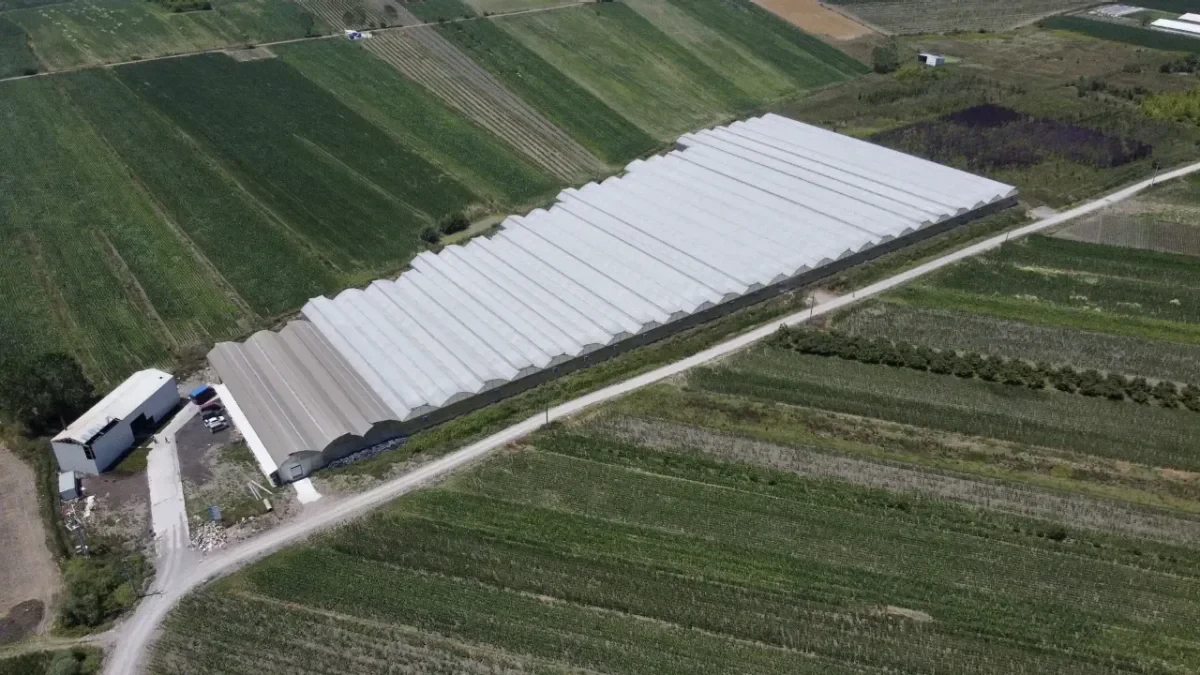 Strawberries Grown with Hydroponic Agriculture
