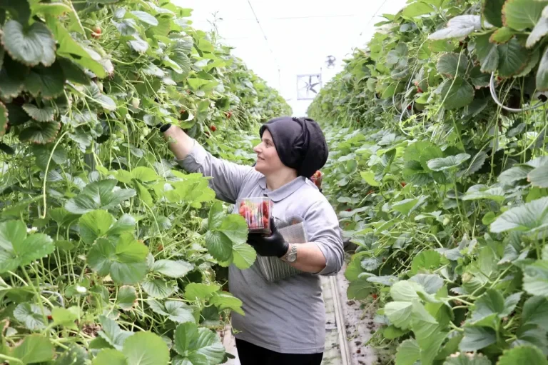 Strawberries