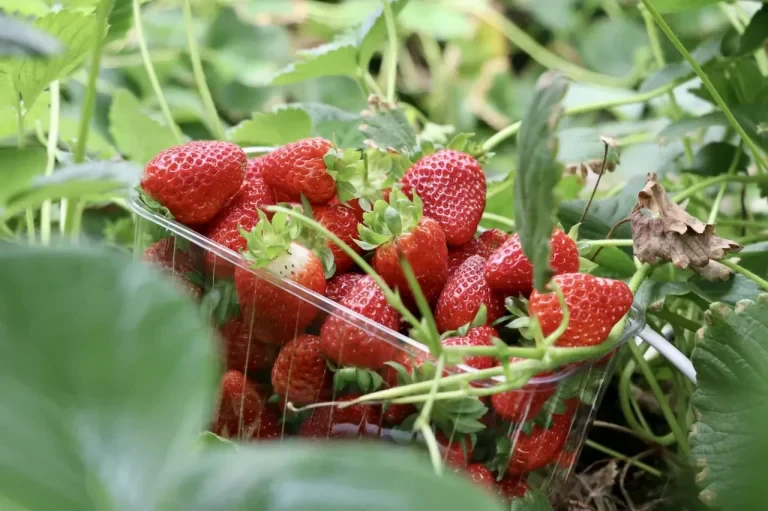 Strawberries
