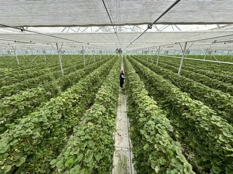 Strawberries production