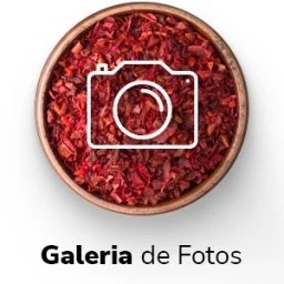Galeria de Fotos