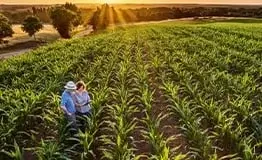 Vista aérea de dois agricultores, um homem de chapéu e uma mulher, em pé em um corredor de plantação de milho verde e saudável ao pôr do sol, segurando e olhando para um tablet.
