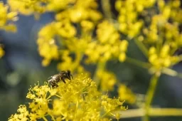 Air Pollution Harms Pollinators More Than Pests,