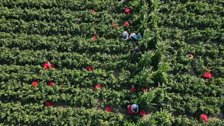 Agricultural Production