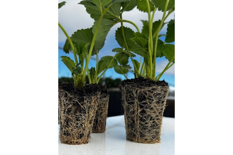 Roots of plants