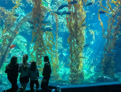 Birch Aquarium