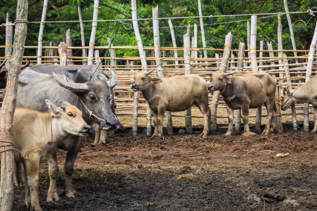 Cattle and buffaloes