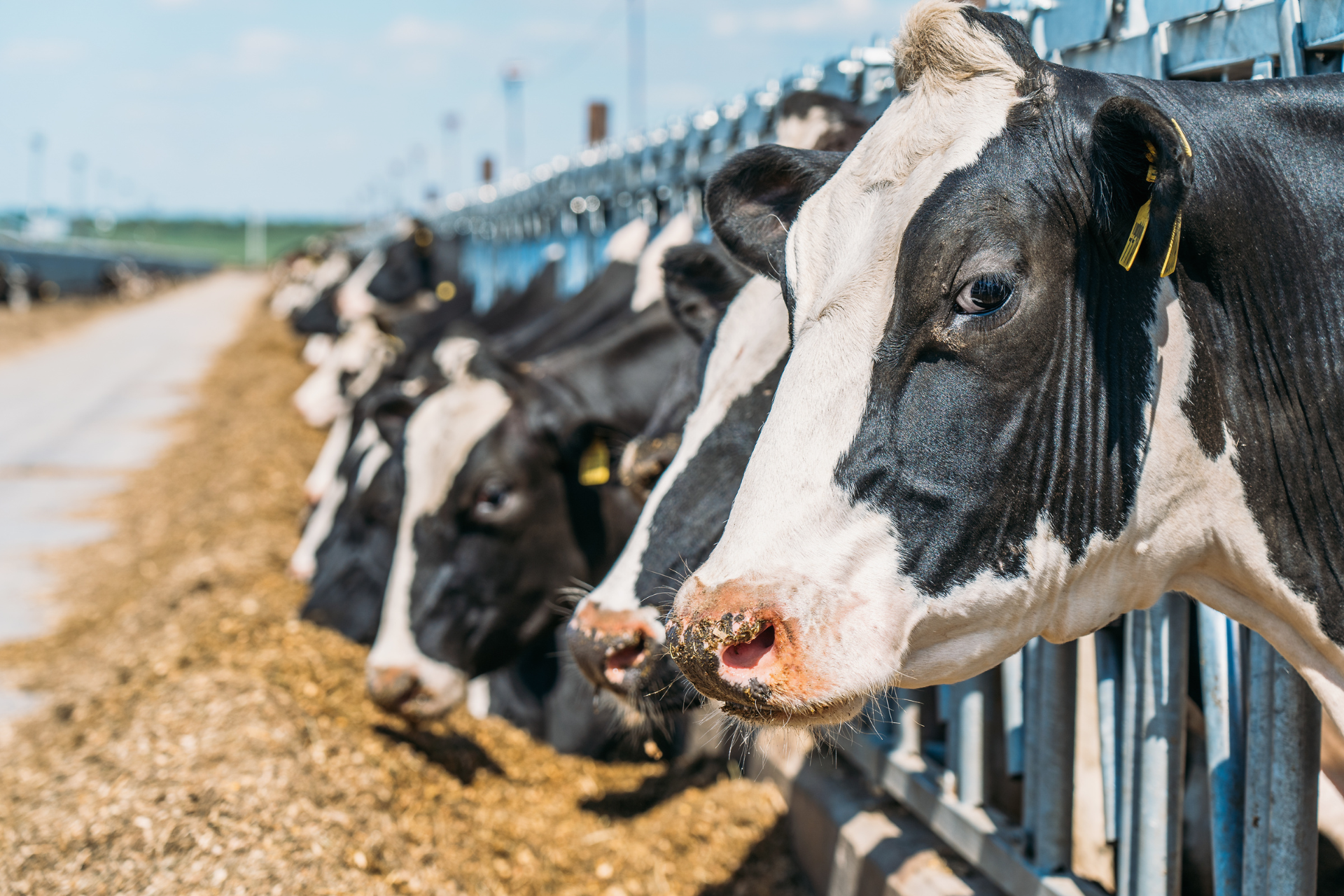 Dairy cows in a modern livestock farm feeding system, representing animal farming, veterinary nutrition, and welfare at VetME AgraME 2025 Dubai