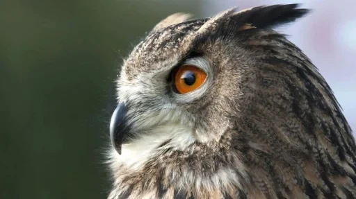 ISS BLOG – As Wise as an Owl
