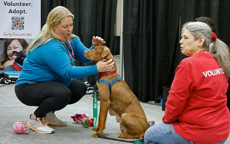 Volunteer Adopt