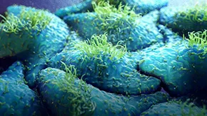 Novartis and Viatris latest facing lawsuit over HeLa cell misuse