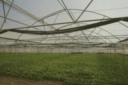 Dangerous Heat Threats to Greenhouse Workers