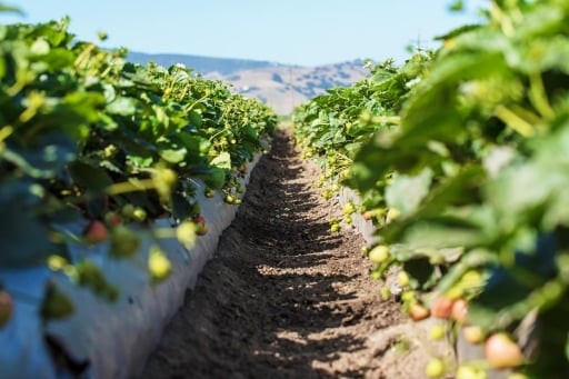 behind the scenes look at the propagation and greenhouse facility