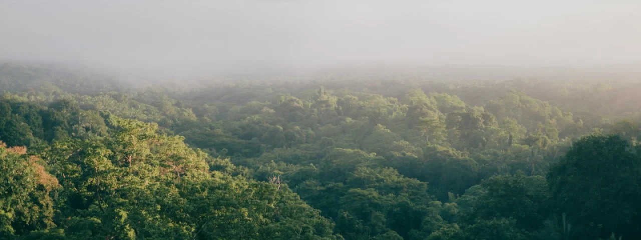trees