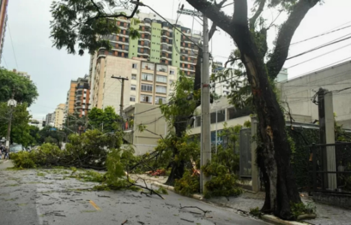 Enel SP realiza cerca de 372 mil podas no 1º semestre