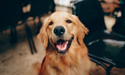 Pet Therapy Zone
