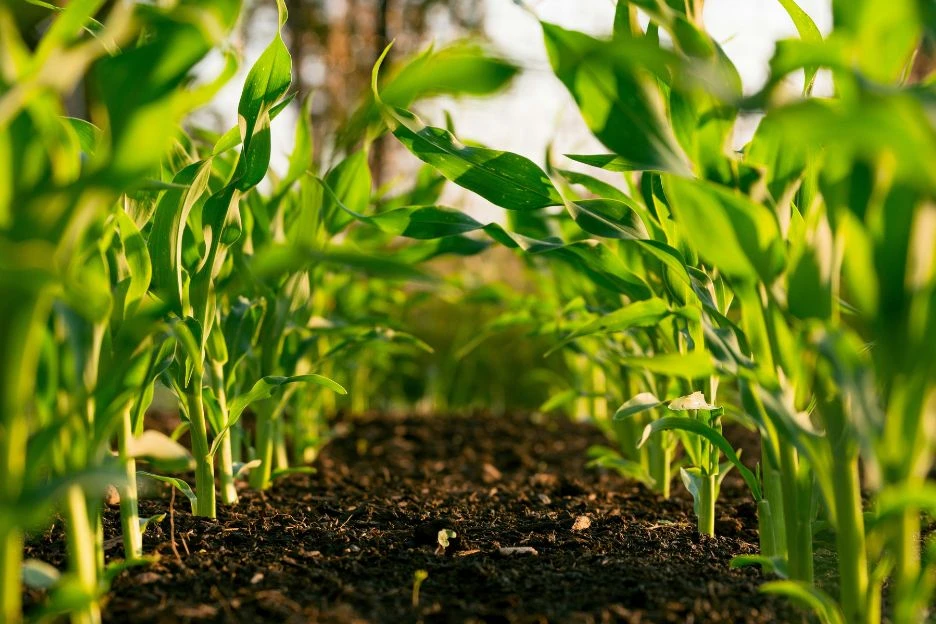 Saplings