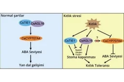 Yeni Keşfedilen Genetik Yol Salatalıkların Kuraklığa Dayanıklılığını Artırıyor