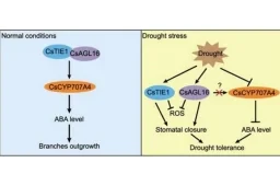 Genetic Pathway Aids