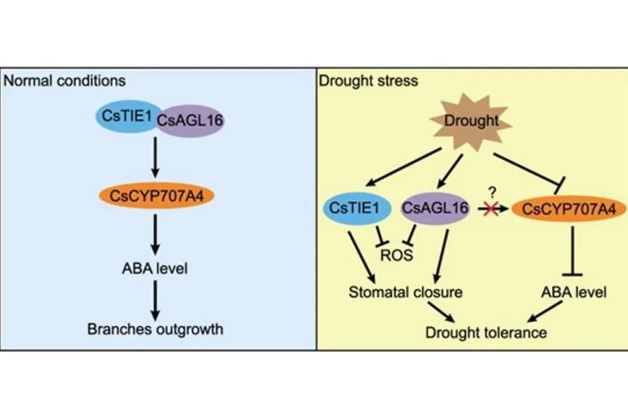 A newly discovered genetic pathway