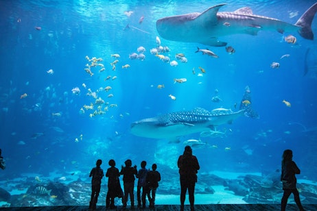 Georgia Aquarium