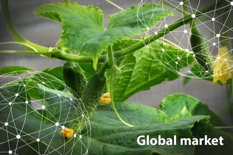 Cucumber Plant