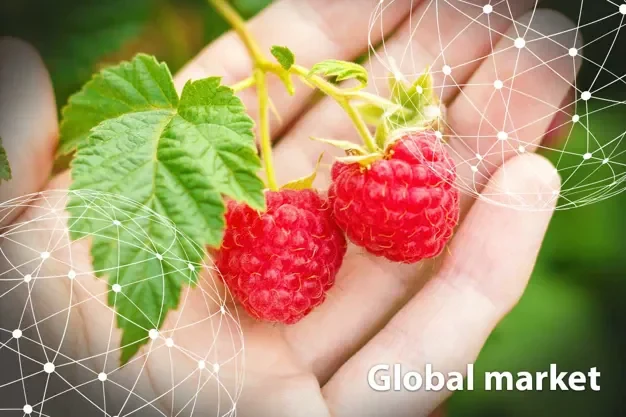 Global Market Overview: Raspberries
