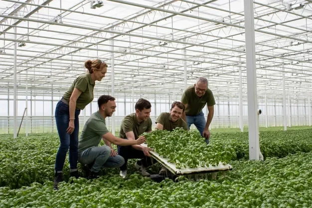 Mint in High Demand in The Summer