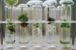 Why hydroponics is the future of sustainable agriculture