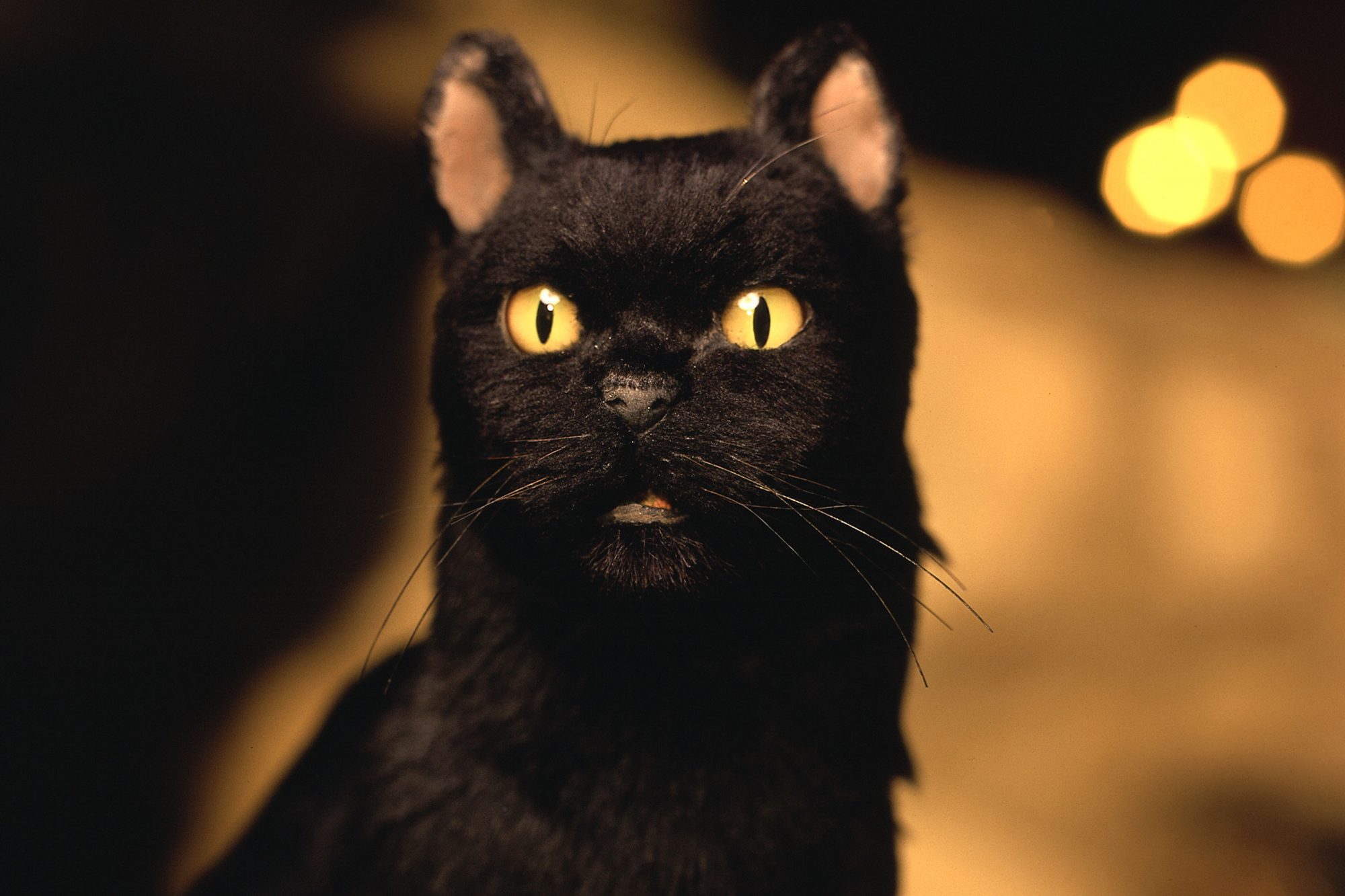 Salem, a black cat with yellow eyes, stands in front of a dimly lit background with golden bokeh