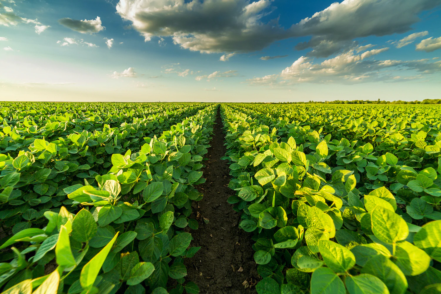 Sustainable agriculture and regenerative farming practices promoting soil health, climate-smart agriculture and food security in West Africa.