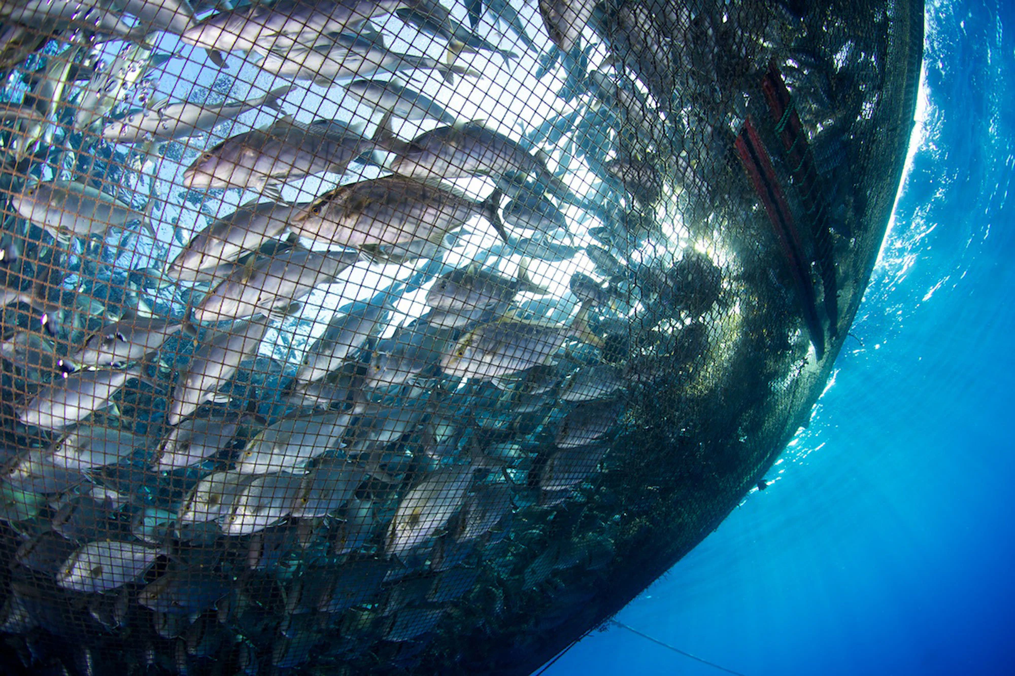 Aquaculture and fisheries with commercial fish farming and sustainable seafood production