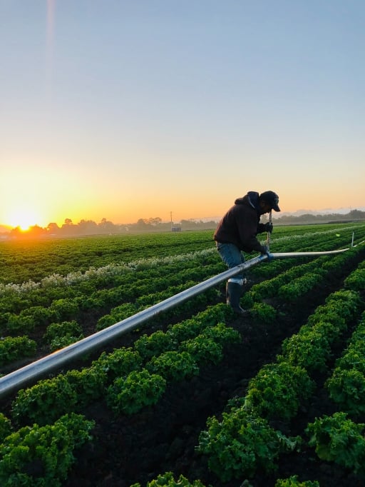 Home to Organic Grower of the Year Dick Peixoto and his dedicated team