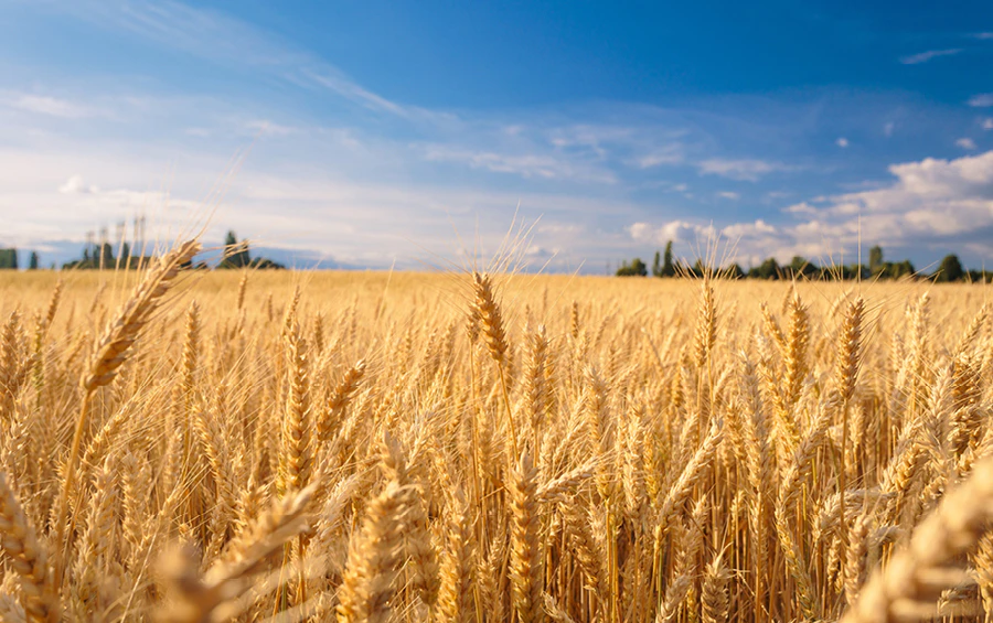 wheat field and blue sky