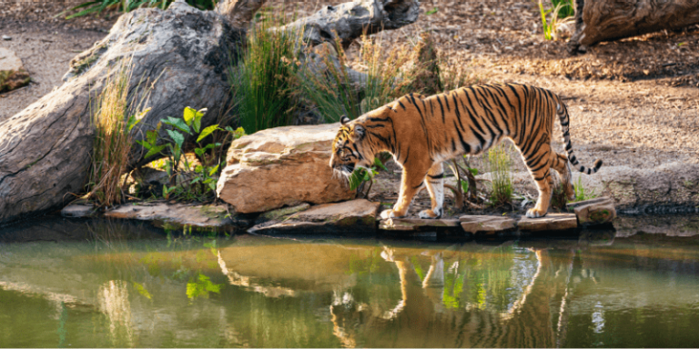 Image of Miami Zoo