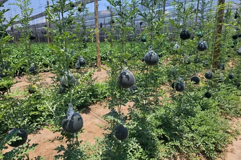 Peak Cucumber Season