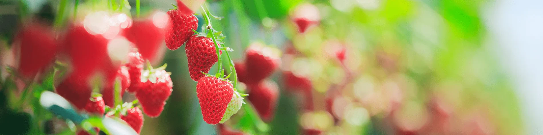 Platinum ACCESS Benefits