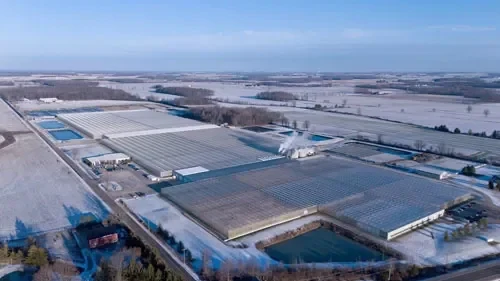 Producing 60 Million Young Plants in 45-Acre Greenhouse