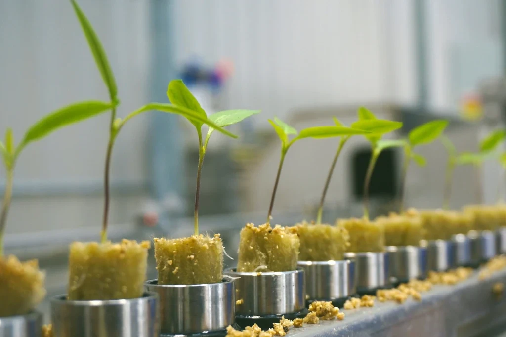 Young Plants in 45-Acre Greenhouse