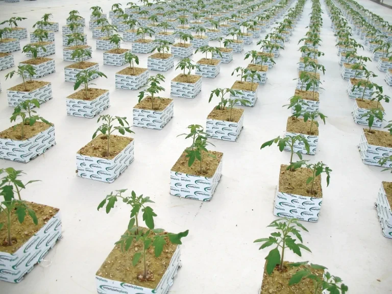 18 Hektarlık Serada 60 Milyon Fide Yetiştiriliyor